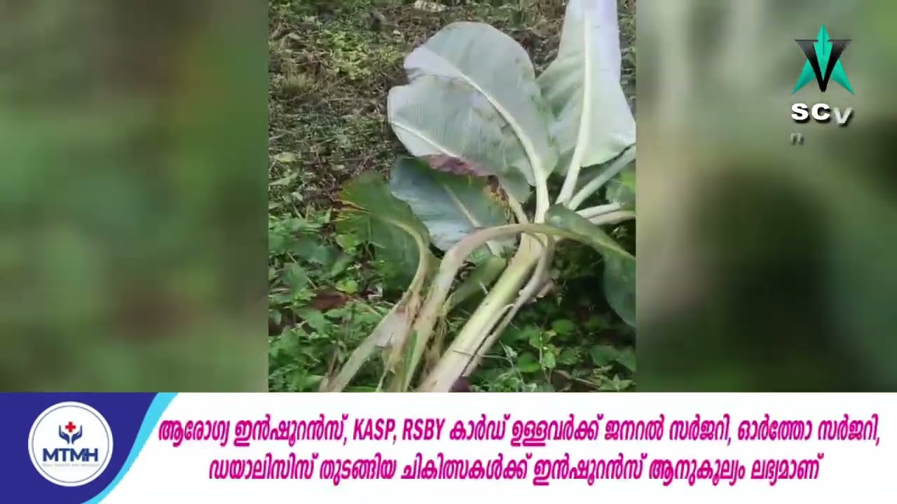 കാട്ടുപന്നികൾ കൃഷി നശിപ്പിക്കുന്നത് വീണ്ടും വ്യാപകമാകുന്നു