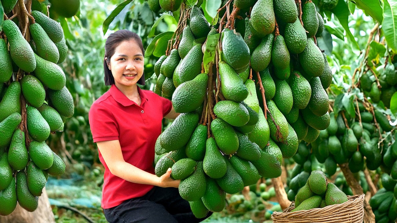 Harvesting 1000 + Kg Wild Avocados To Sell At Market, Picking Grapefruit | Tieu Ca - Free Bushcraft