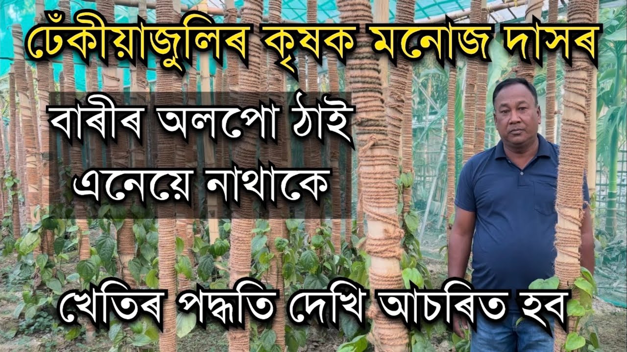 বাৰীৰ অলপো ঠাই এনেয়ে নাথাকে ঢেঁকীয়াজুলিৰ কৃষক মনোজ দাসৰ।Unique farming in Assam । Farming videos 