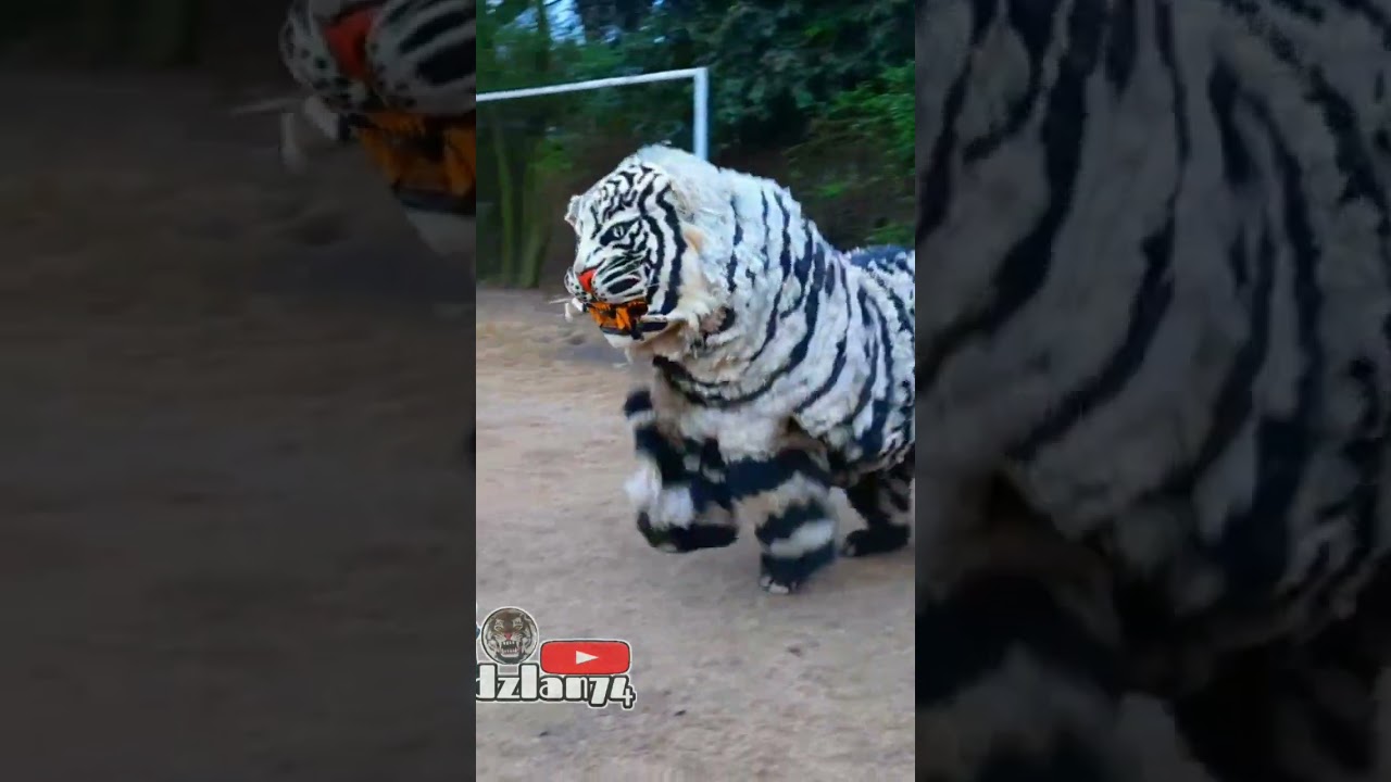 Kerren atraksi salto can macanan singo raung