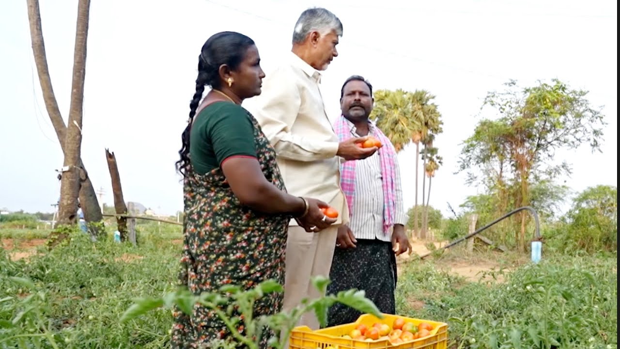 రైతు పొలంలో సీఎం చంద్రబాబు నాయుడు