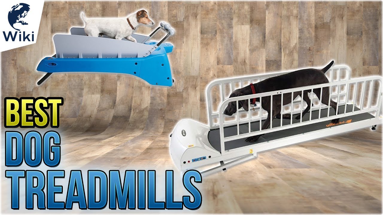 6 Best Dog Treadmills 2018