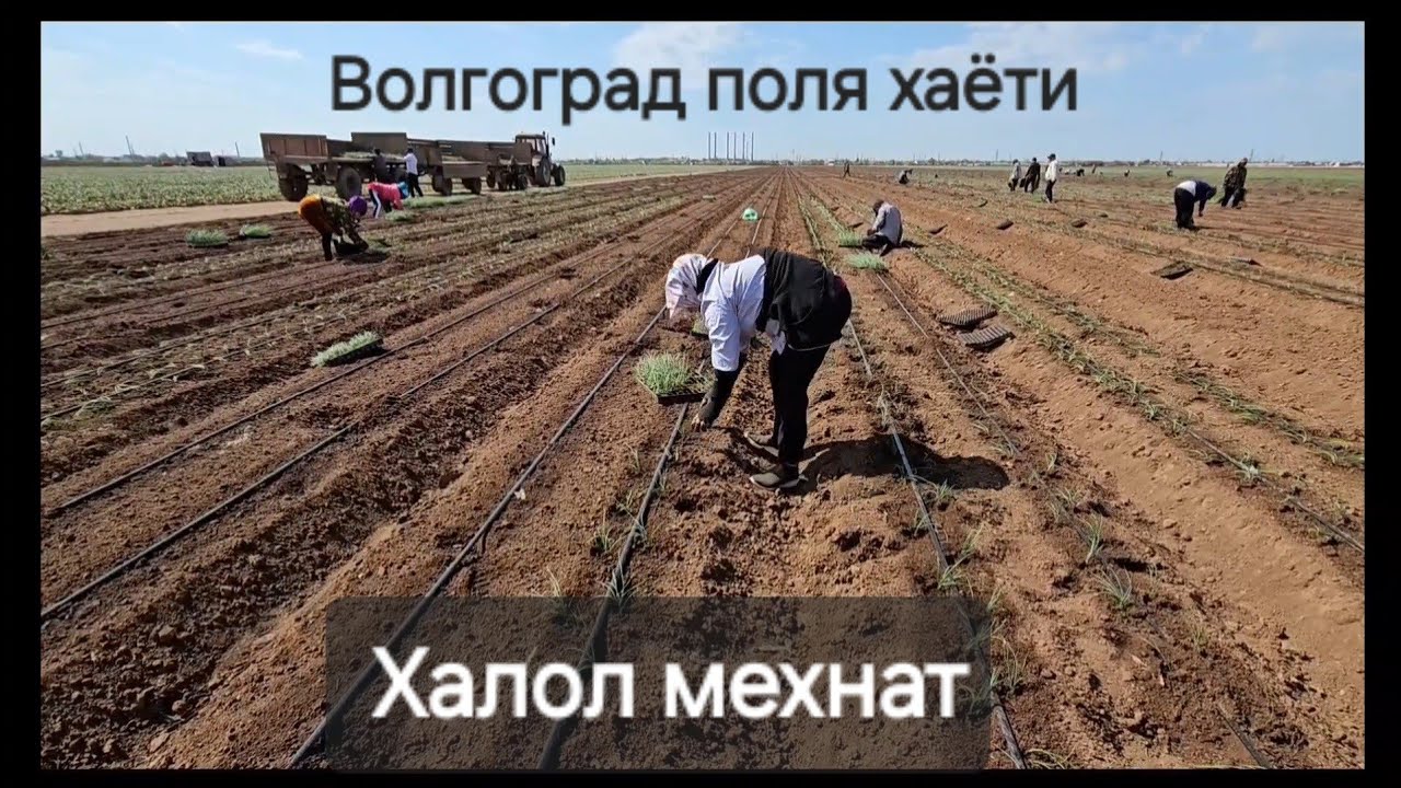 Волгоград поля хаёти. Xалол мехнат килаётган опа сингилларимиз.. #xorazm #toshkent #andijon #navoiy