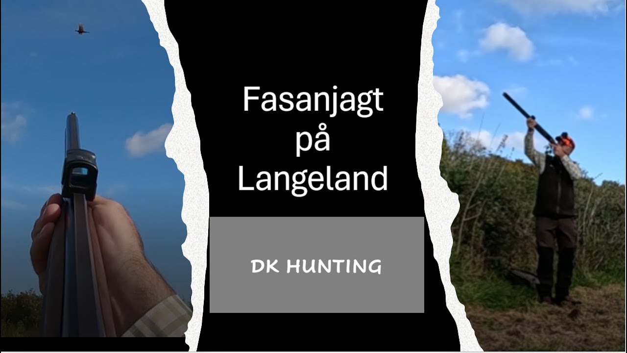 Fasanjagt på Langeland