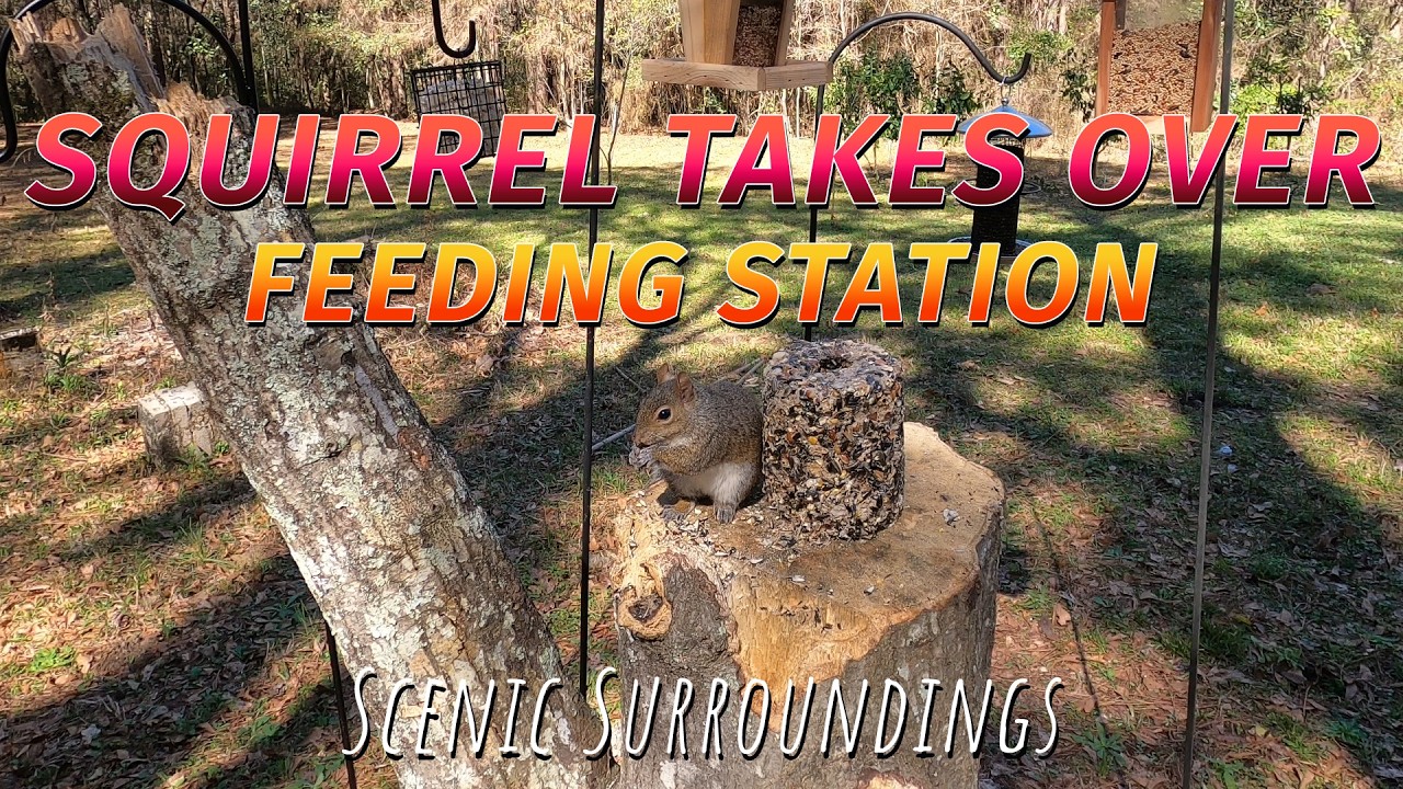 Squirrel Takes Over the Bird Feeder! Cute Solo Snack Session on the Tree Stump.