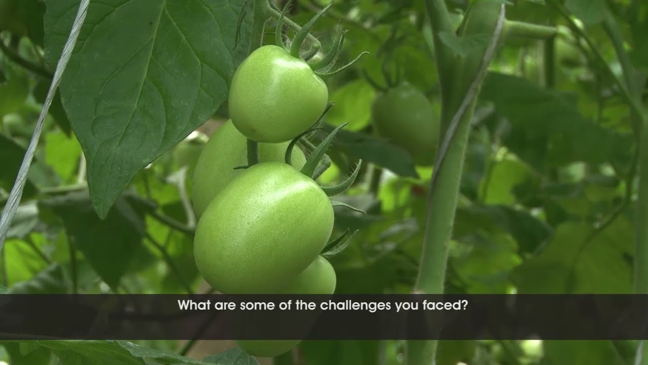 Healthier tomatoes with Yara fertilizer