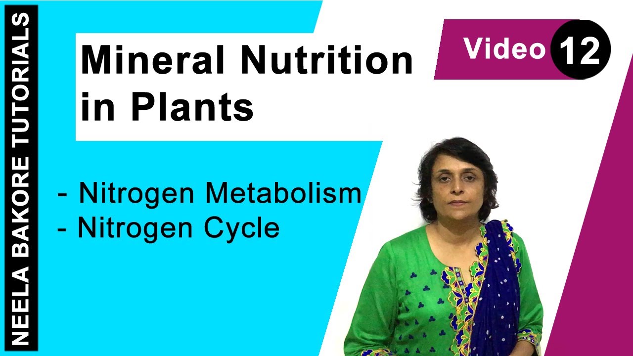 Mineral Nutrition in Plants | NEET | Nitrogen Metabolism - Nitrogen Cycle | Neela Bakore Tutorials