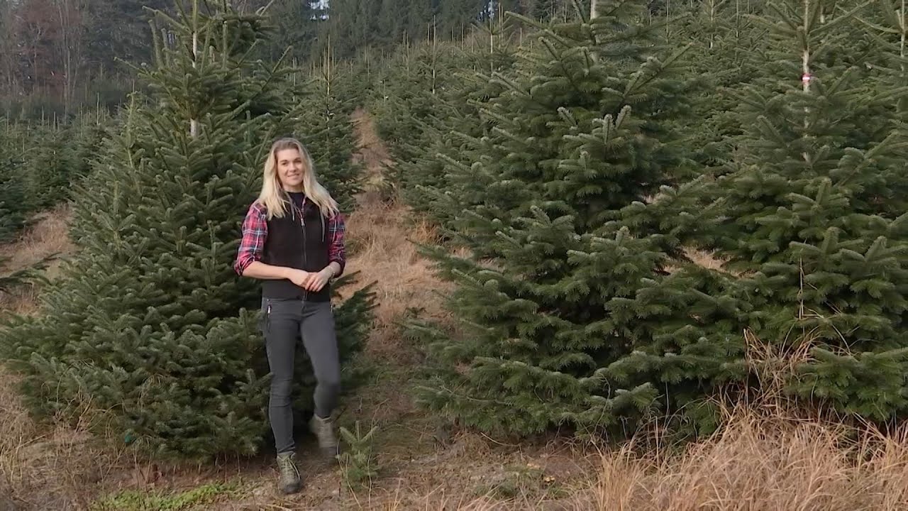 Motorsäge statt Mikro:  LT1 Moderatorin fällt Christbaum