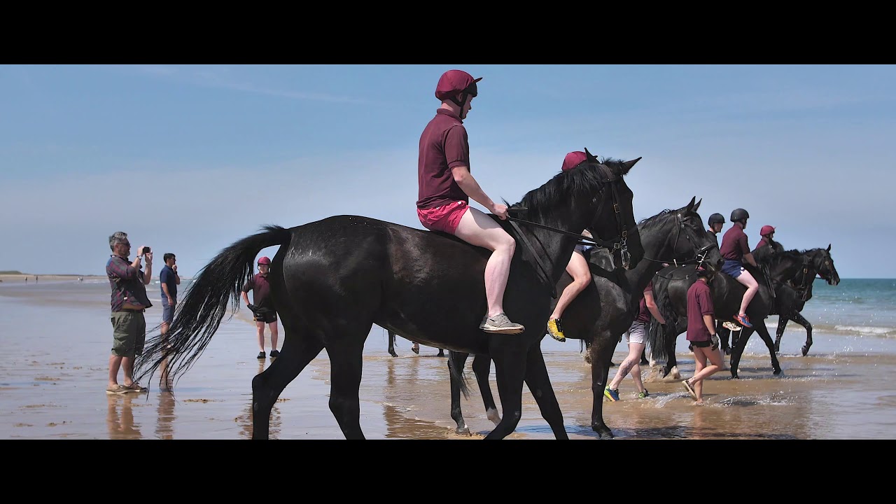 All the Queen's Horses - Household Cavalry