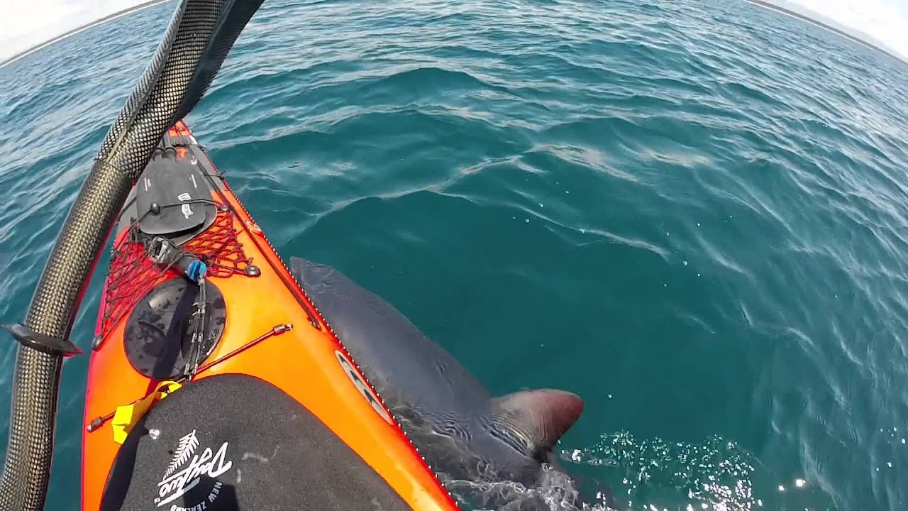 Sharks, rays and dolphins!