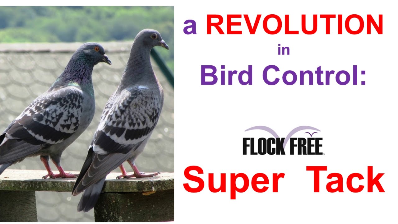 A revolution in bird control: Flock Free Surface Pro Tack