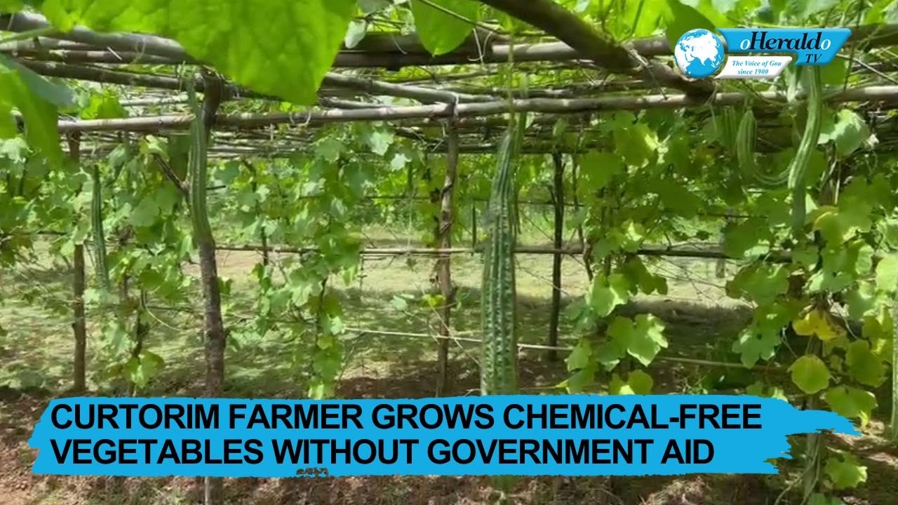 Curtorim Farmer Grows Chemical-Free Vegetables Without Government Aid