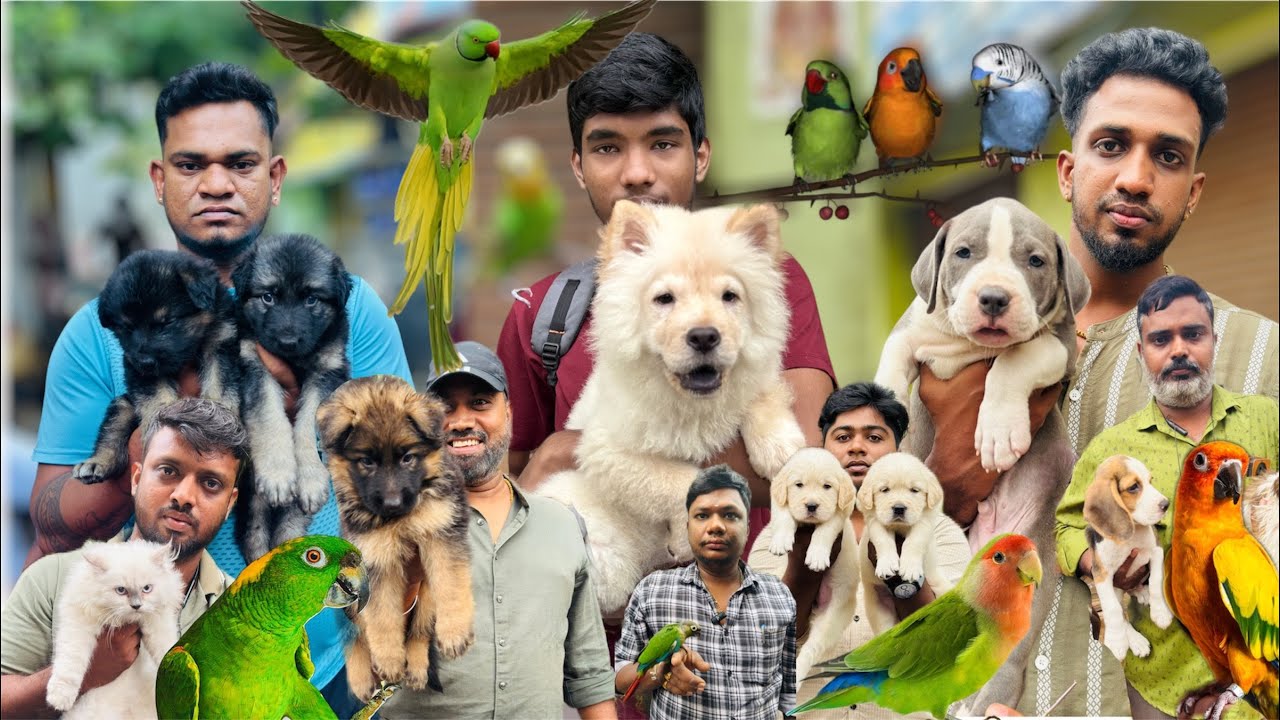 Pets Log | Broadway Sunday Market | Low Price Pets in Chennai 