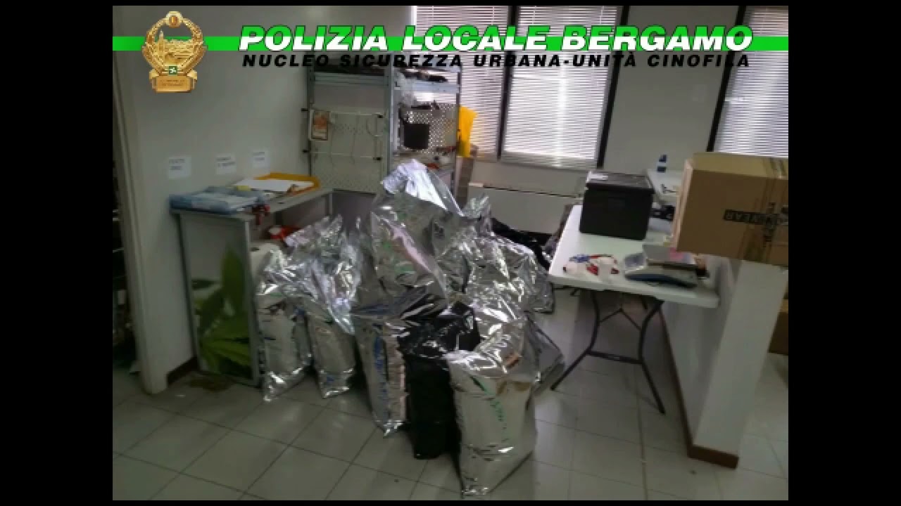 Maxi sequestro di droga tra Bergamo e Lallio: oltre 600 chili di marijuana