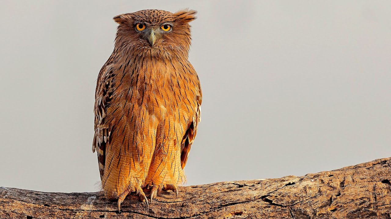 The World's RAREST Owl &mdash; Blakiston&rsquo;s Eagle Owl
