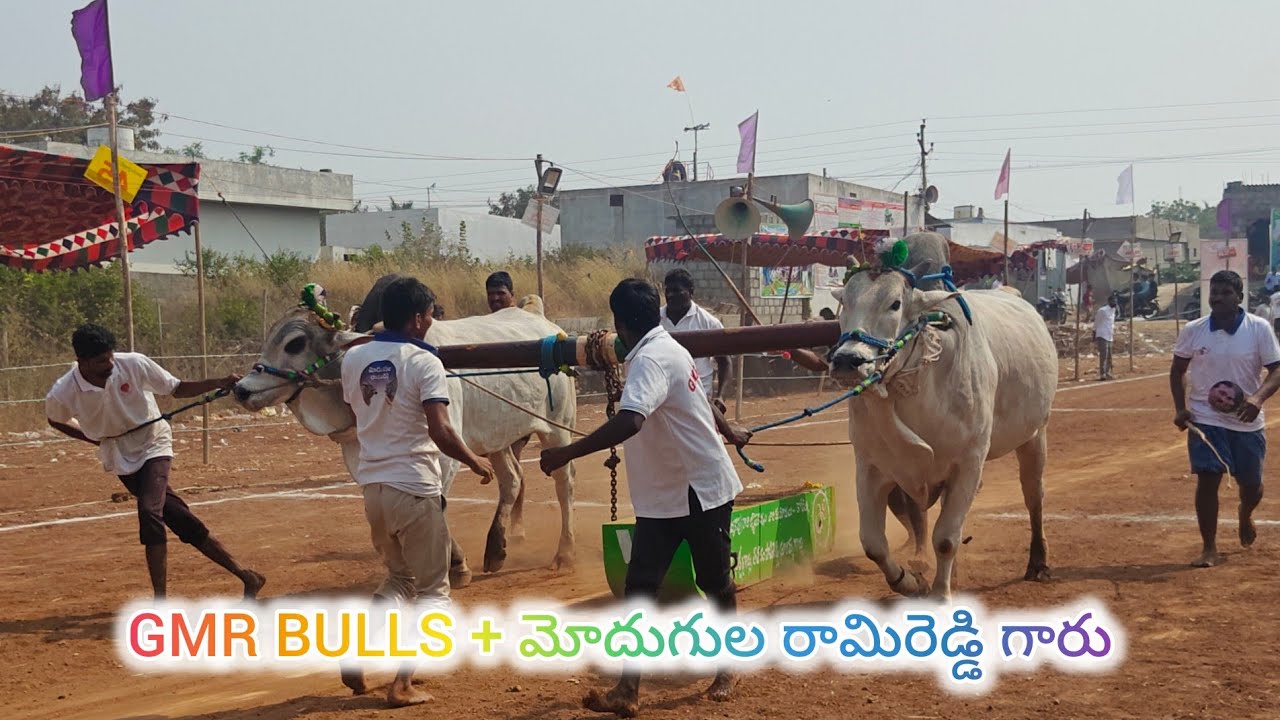 చింత్రియాల న్యూ కేటగిరి 1వ GMR BULLS COMIND మోదుగుల.రామిరెడ్డి గారు (చిరుత 💥 రాముడు )