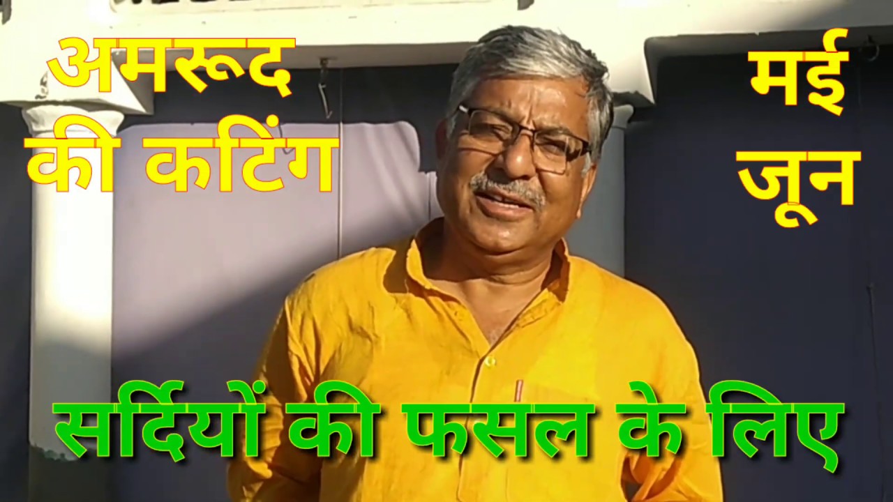 74. मई/जून माह में अमरूद की कटिंग #AmazingKisan