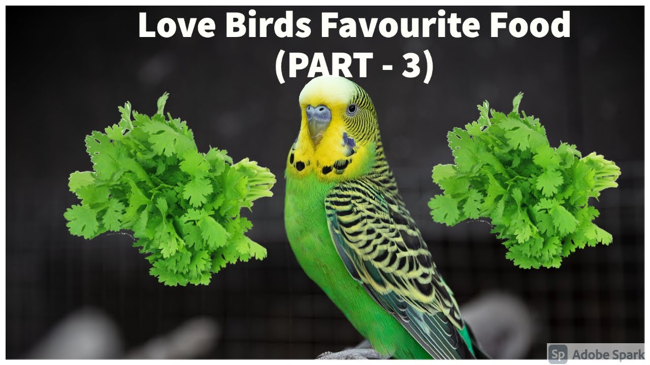 Love Birds (Budgies/Budgerigars) Favourite Food || LoveBirds Favourite Food List (Part - 3)