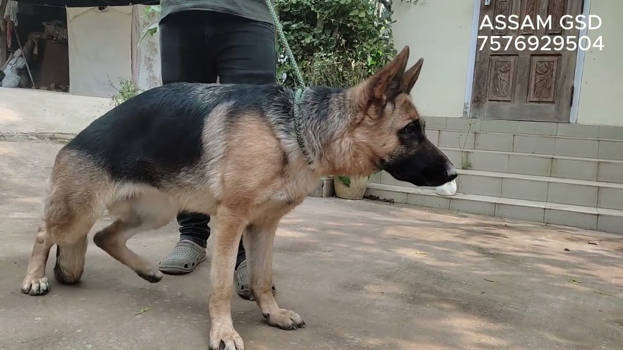 ASSAM GERMAN SHEPHERD