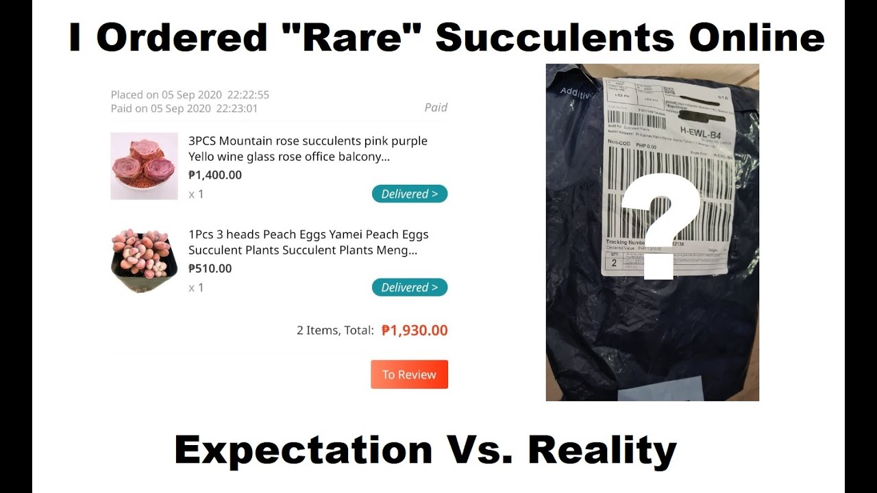 Unboxing Succulents from Lazada - Greenovia Aurea El Hierro 
