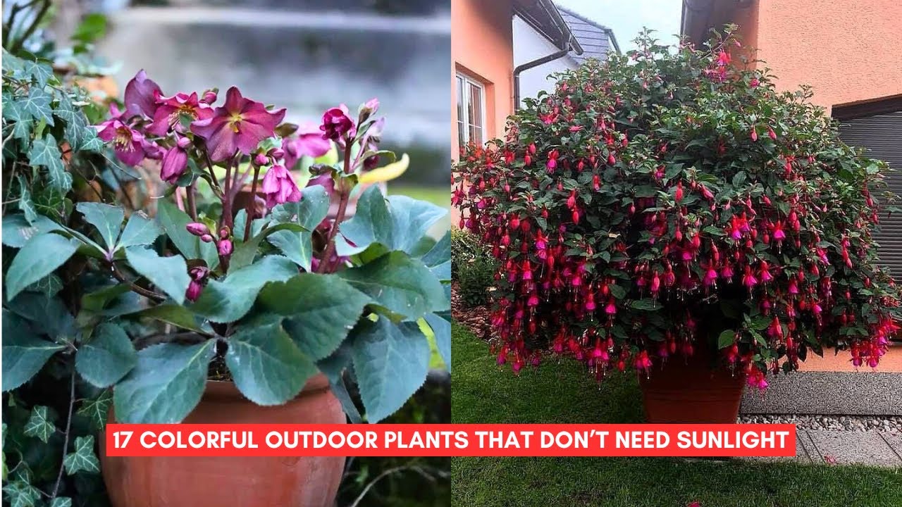 17 Colorful Outdoor Plants That Don&rsquo;t Need Sunlight