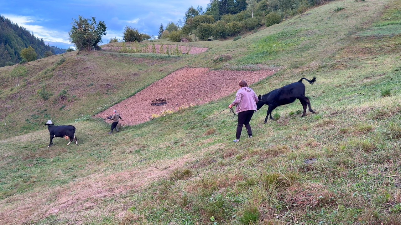Życie w karpackiej wsi: Maria gotuje tradycyjne potrawy, a Wołodymyr pracuje w gospodarstwie 🏔️