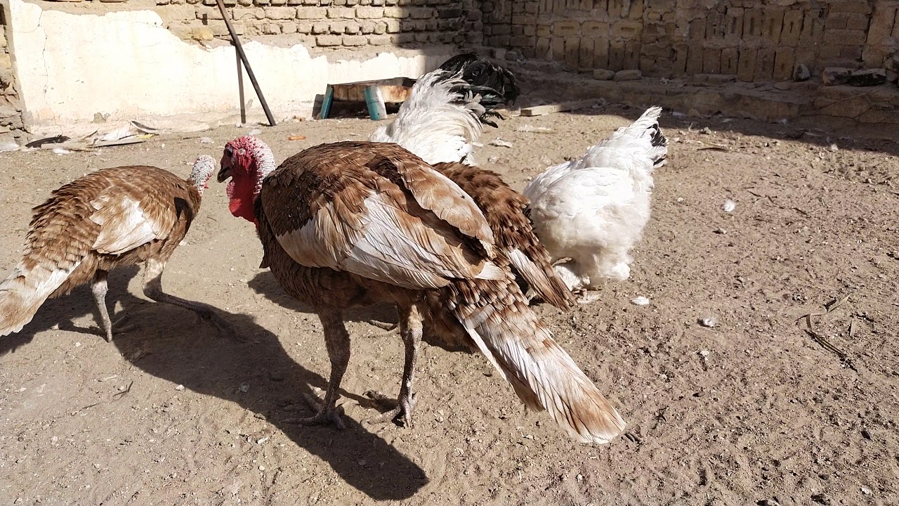 ذكر الرومي وعدد الاناث للتلقيح