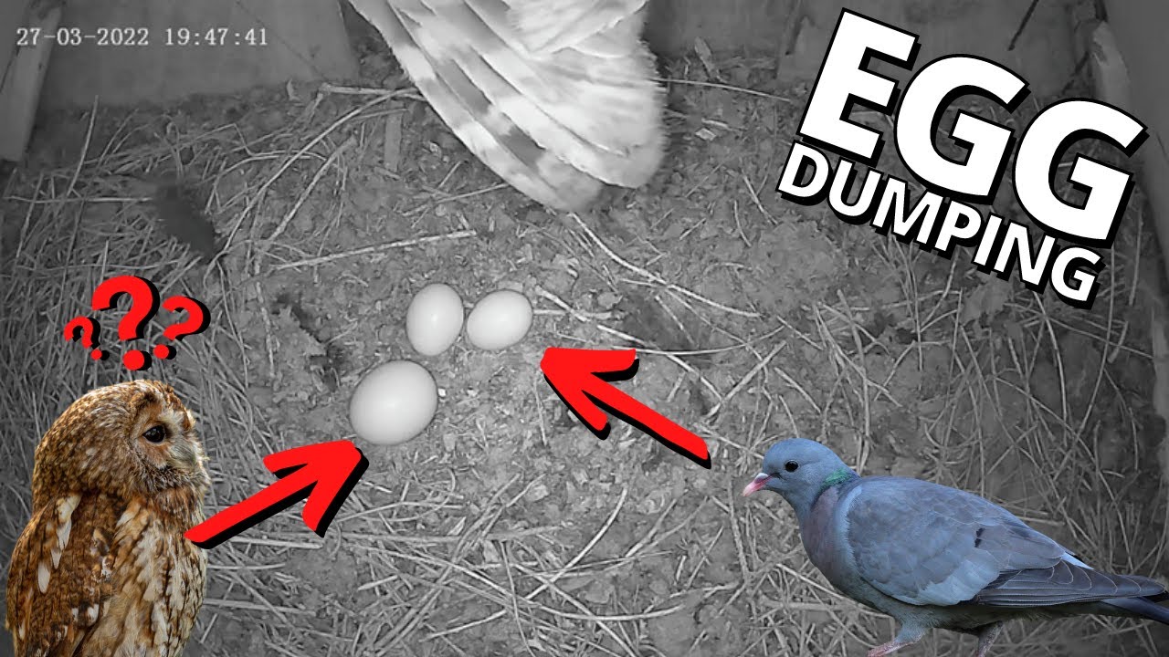 The moment we noticed a Tawny Owl was incubating Stock Dove eggs