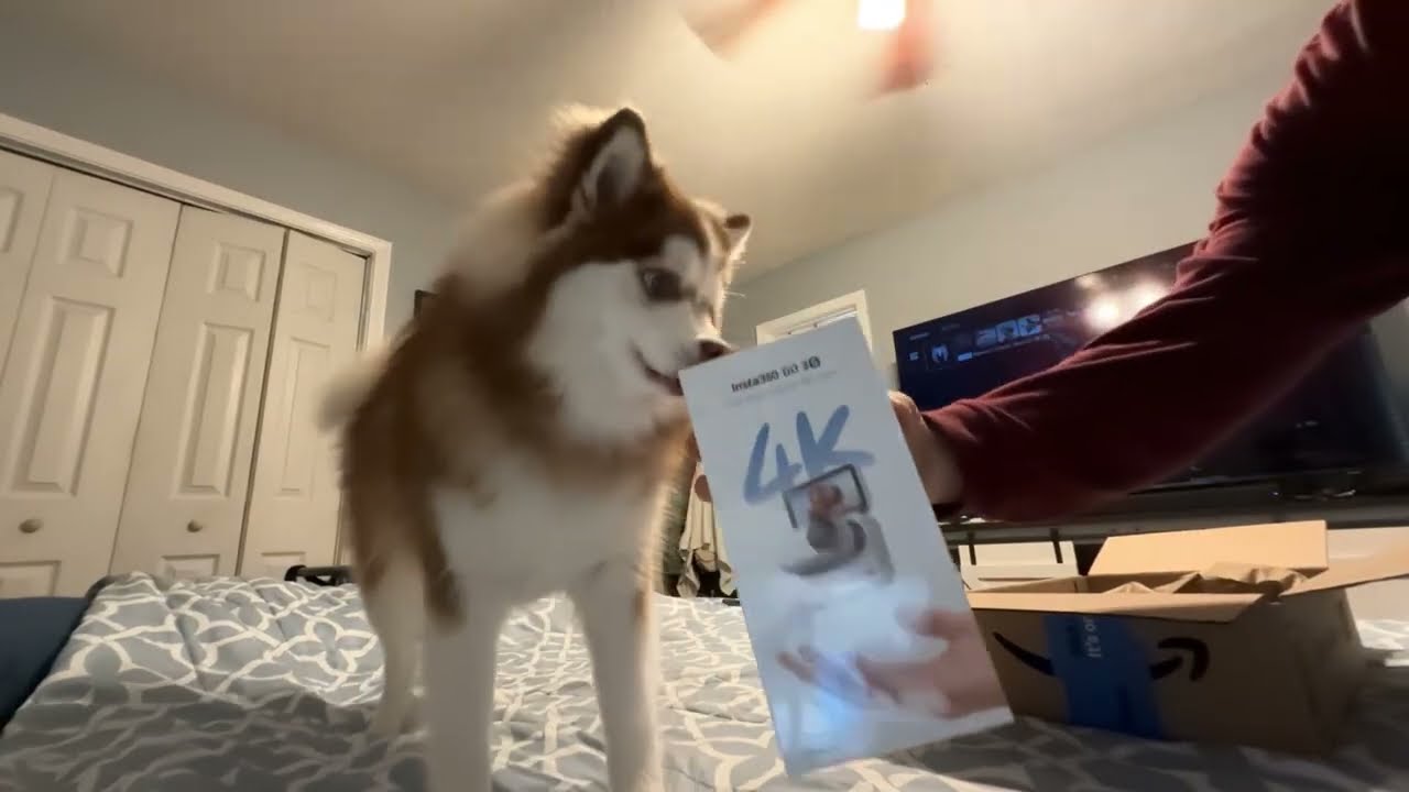 Puppy unboxes the Insta360 GO 3S Camera and goes for a walk collar cam style CLEAR 4K Puppy Action