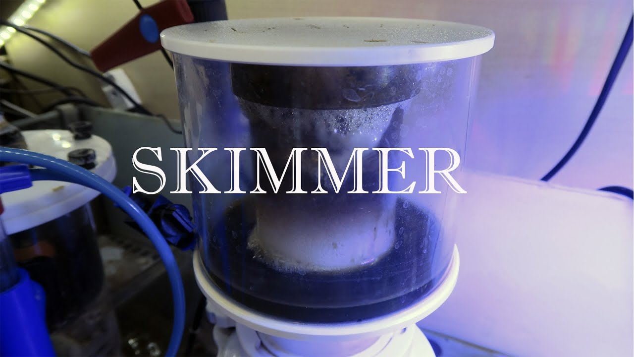 El Skimmer, como regular y mantener en el acuario marino.