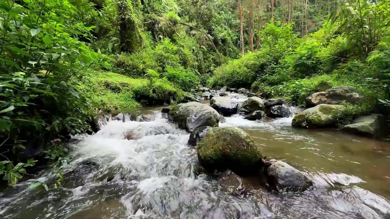 Find comfort tonight with gentle river sounds near a calm forest stream to ease anxiety