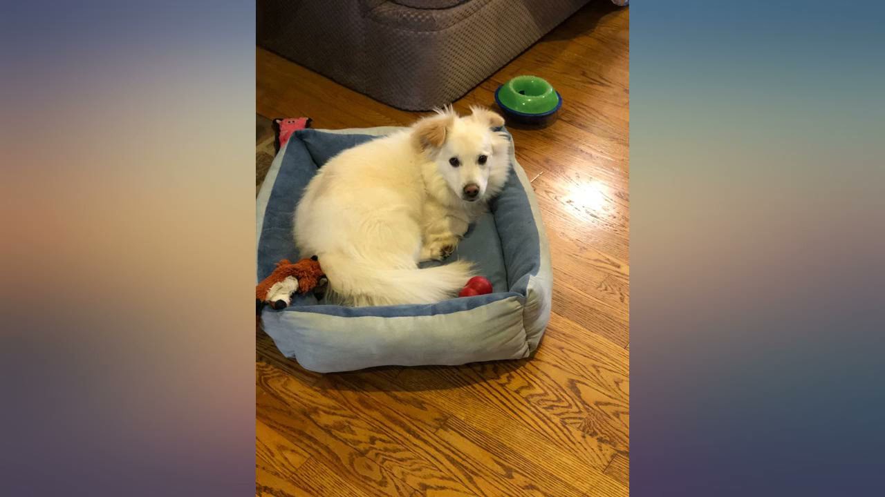 Long Rich All Season Rectangle Pet Bed review
