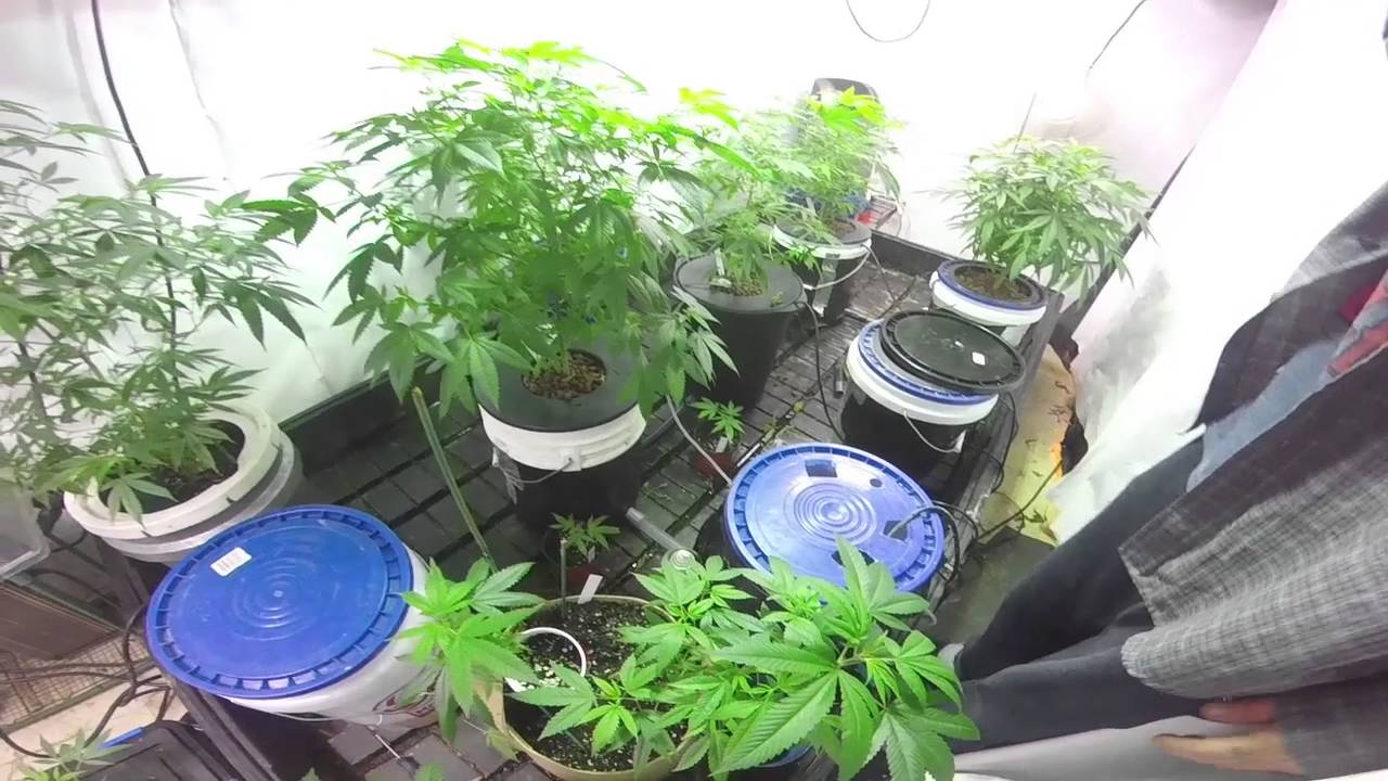Scrogging with Scroger Cory's Grow