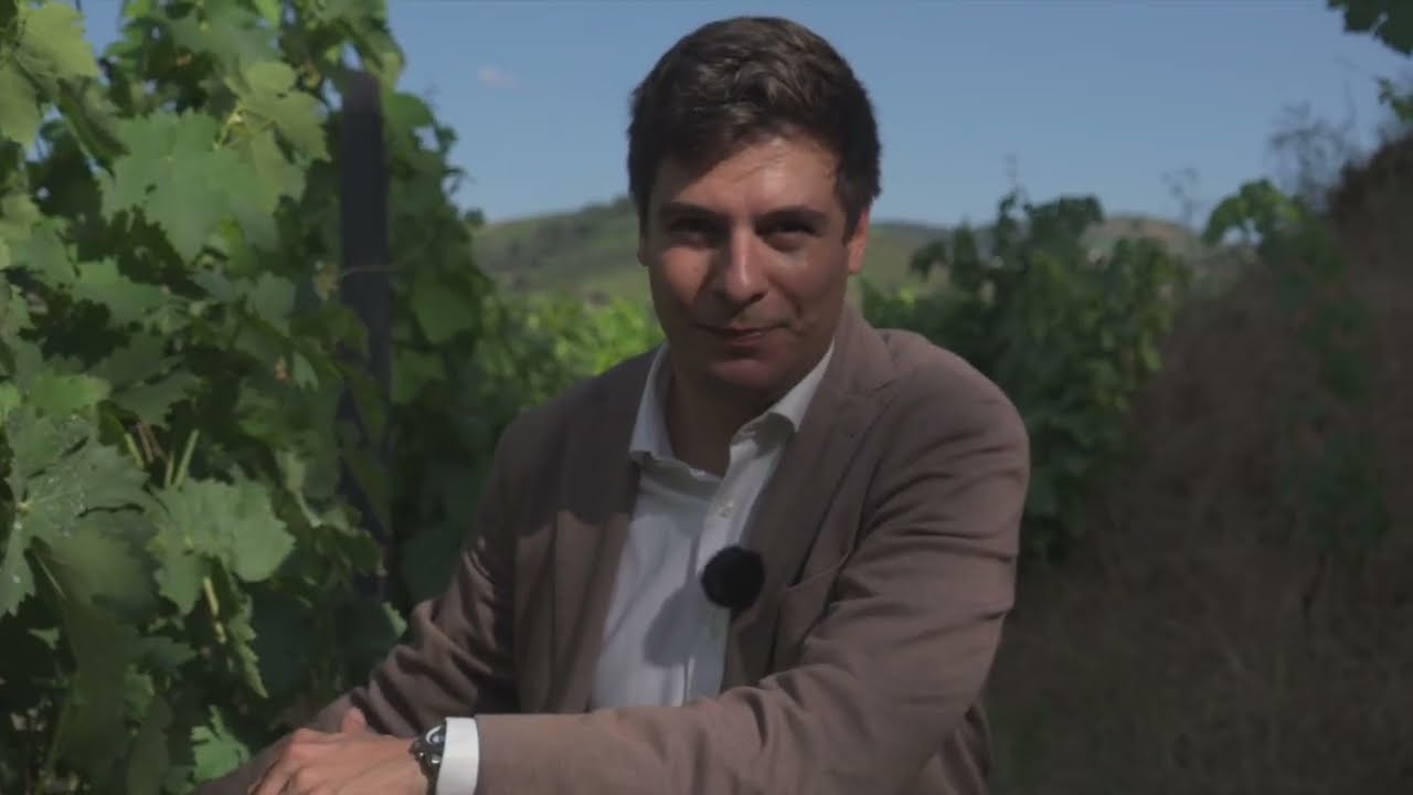 Douro Valley Wine Experience Tour | Vineyards, Tastings & Culture | Tripwix