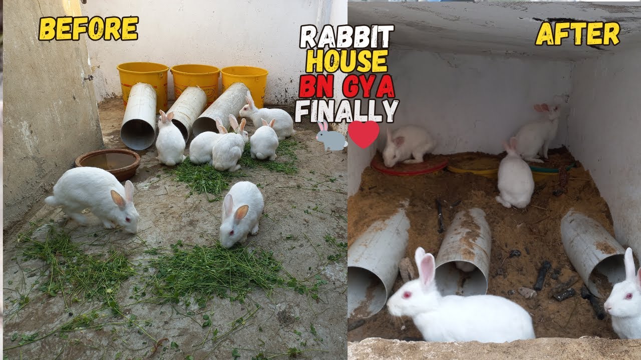 finally Rabbit House Bn gya 🐇❤️| Breeding Box lga deya Rabbit key ley