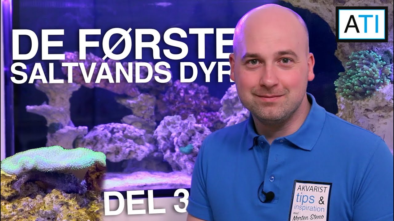 De første saltvands dyr (Saltvand 330L - del 3)