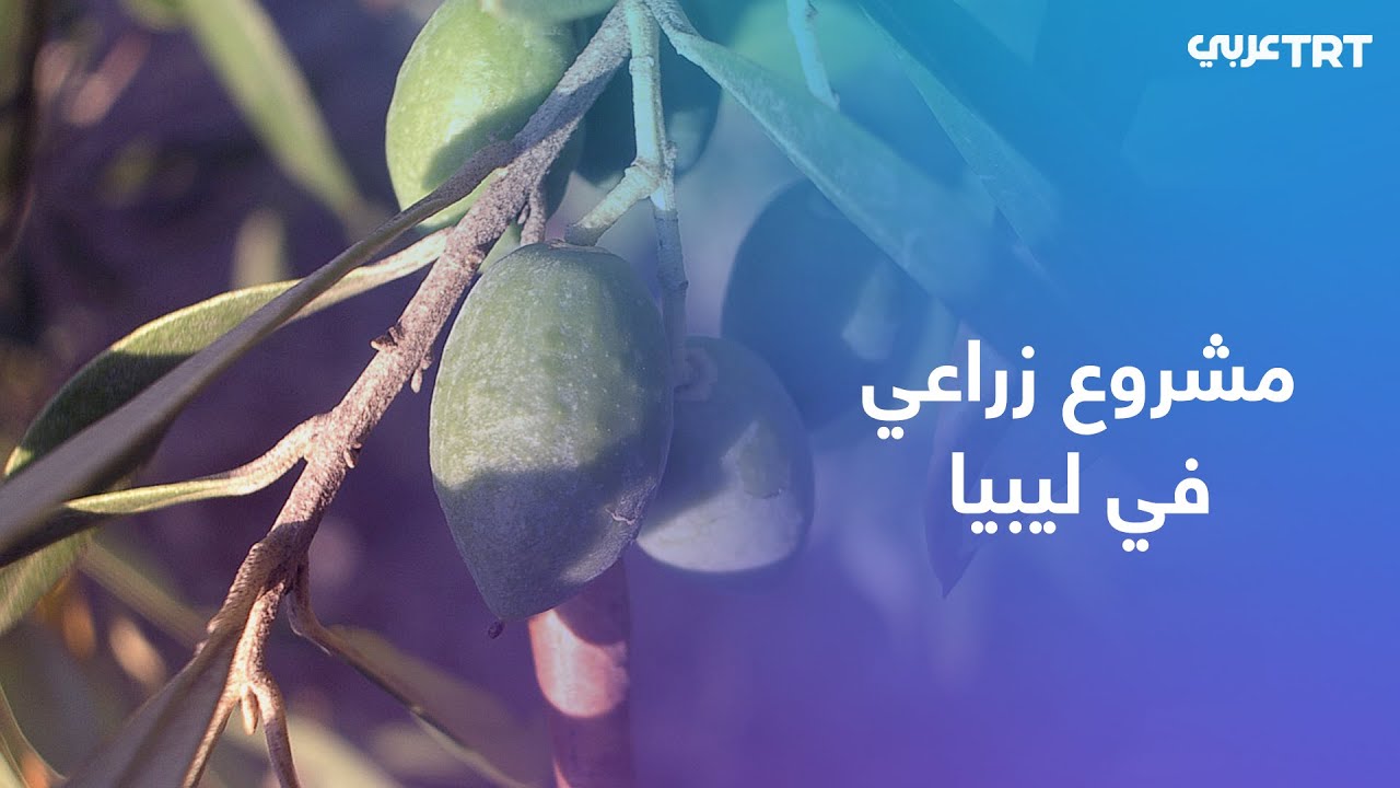 مشروع لزراعة مليون شجرة زيتون في عموم ليبيا