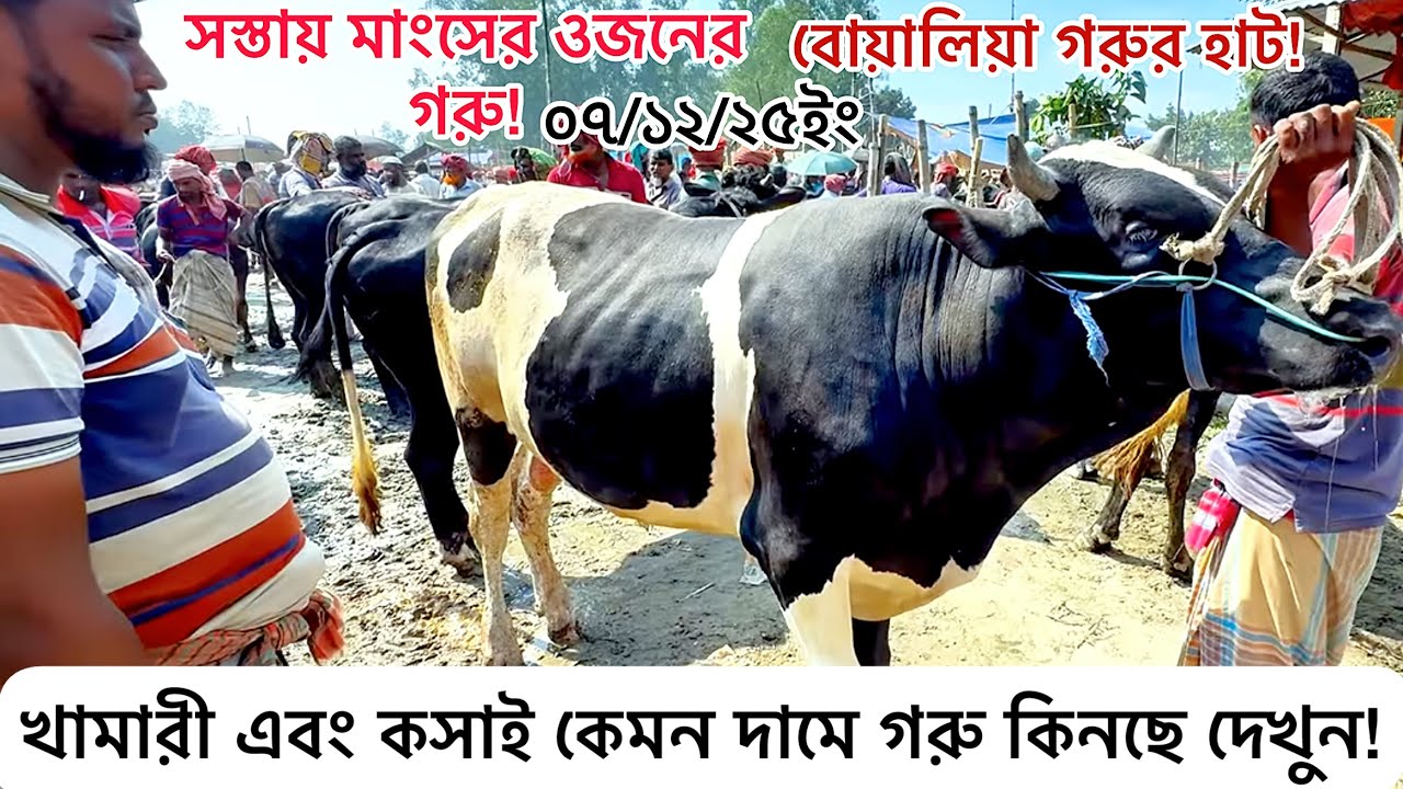 সিরাজগঞ্জের, উল্লাপাড়ার, বোয়ালিয়া হাটে মাংসের গরুর দাম ২০২৫ | আজকের সম্পূর্ণ ভিডিও।