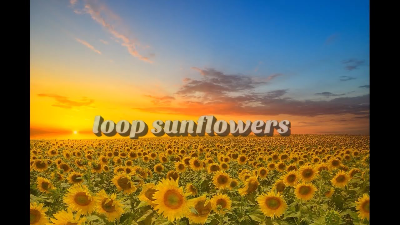 loop sunflowers 2.0