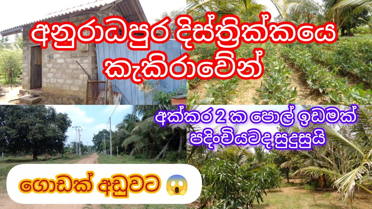 අනුරාධපුරෙන් පොල් ඉඩමක් ගොඩක් අඩුවට Supun Sada Home Lend Selling 