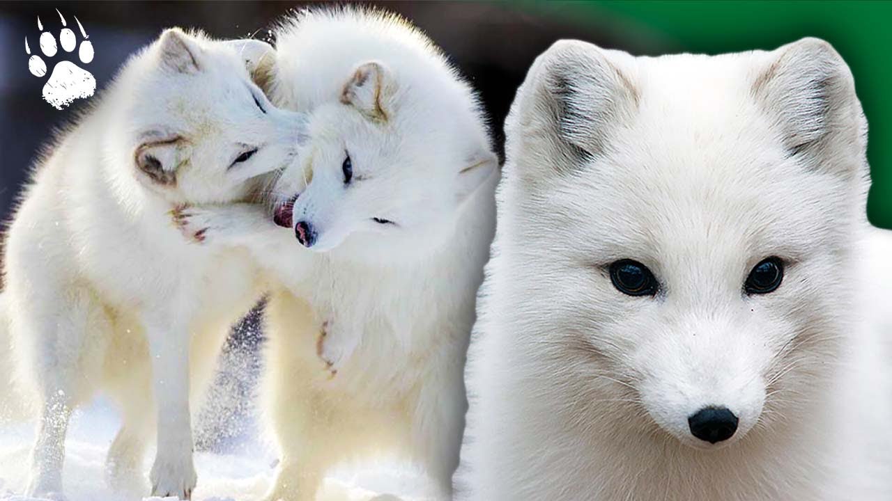 Полярная Лиса: Скоро исчезнет? 🦊⚰️ - Документальный фильм о животных - AMP