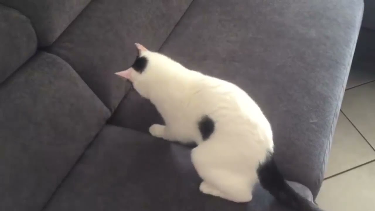 Il gatto si diverte sul divano antigraffio