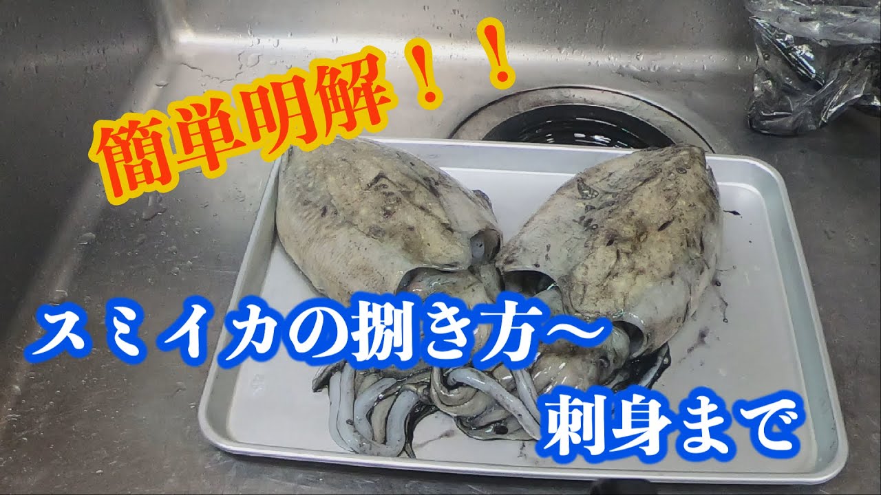 【簡単明解スミイカの捌き方】捌き方〜刺身まで