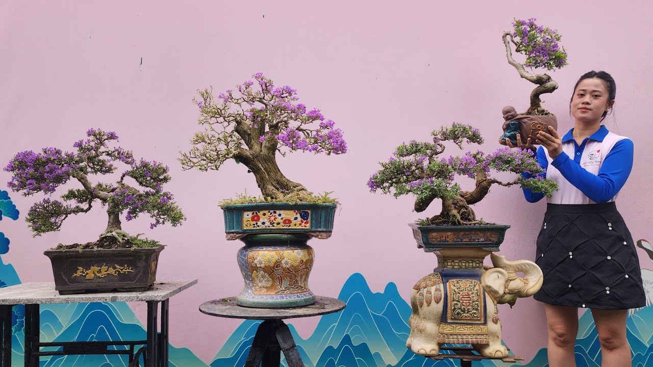 PAN CITY số 2 🌺 Linh sam để b&agrave;n nhả b&ocirc;ng rực t&iacute;m, gi&aacute; cả rất cạnh tranh ạk ! 