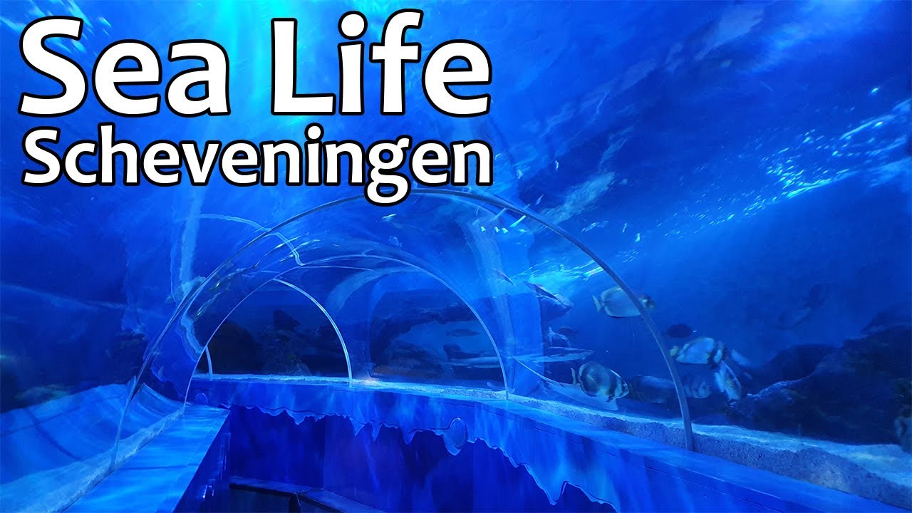 Sea Life Scheveningen / NL  (148)