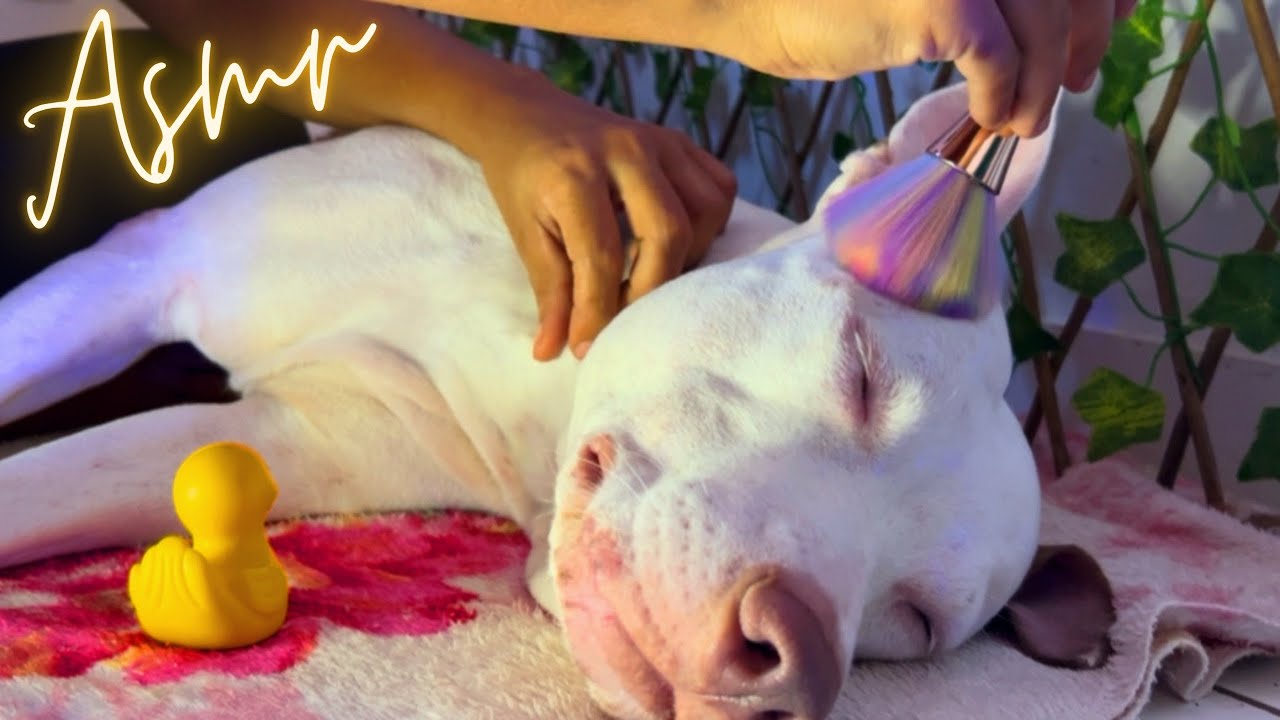 ASMR NO MEU CACHORRO CARINHO COM PINCEL