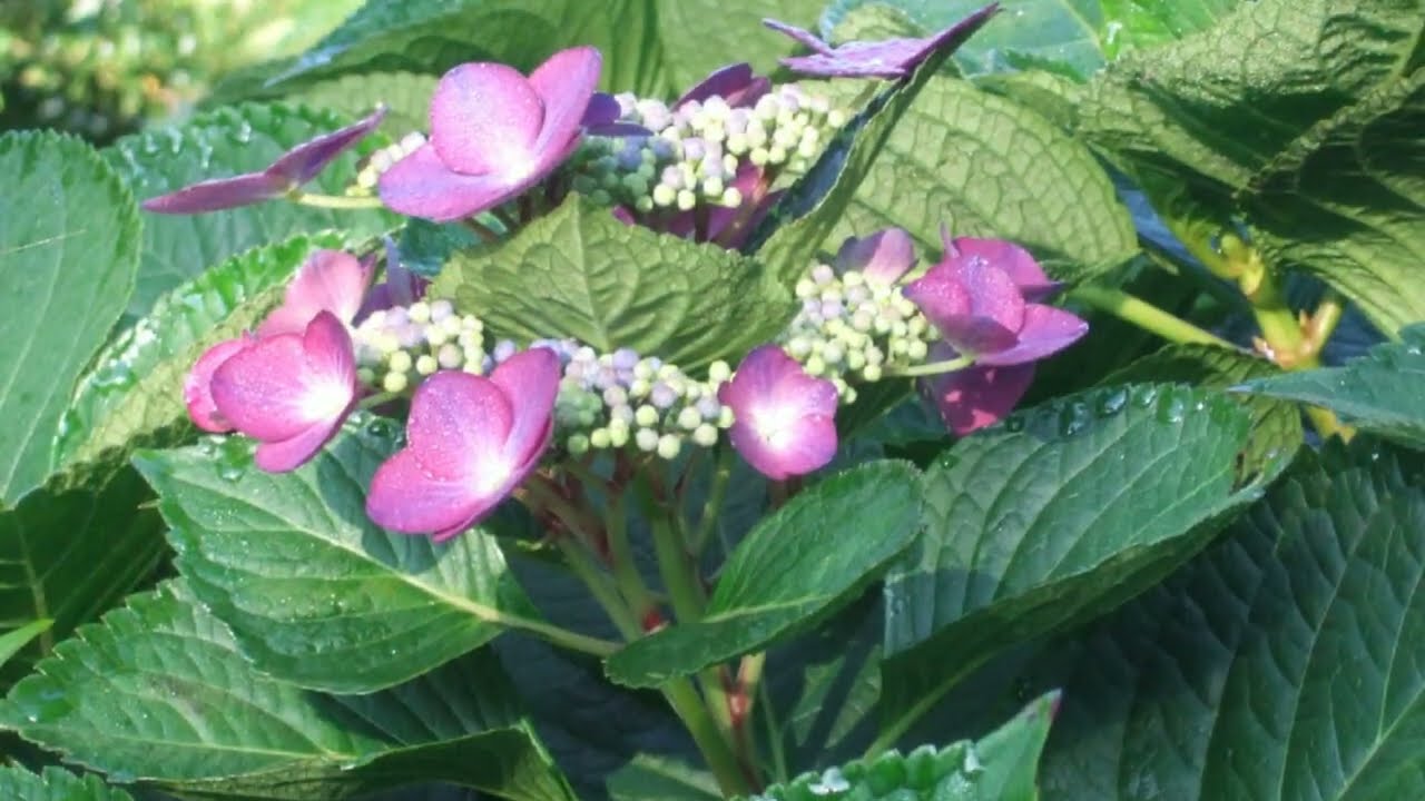LE BONHEUR EN CHANTANT  ღ LES CHEMINS DES HORTENSIAS  AU LAC AU DUC DE PLOERMEL MORBIHAN