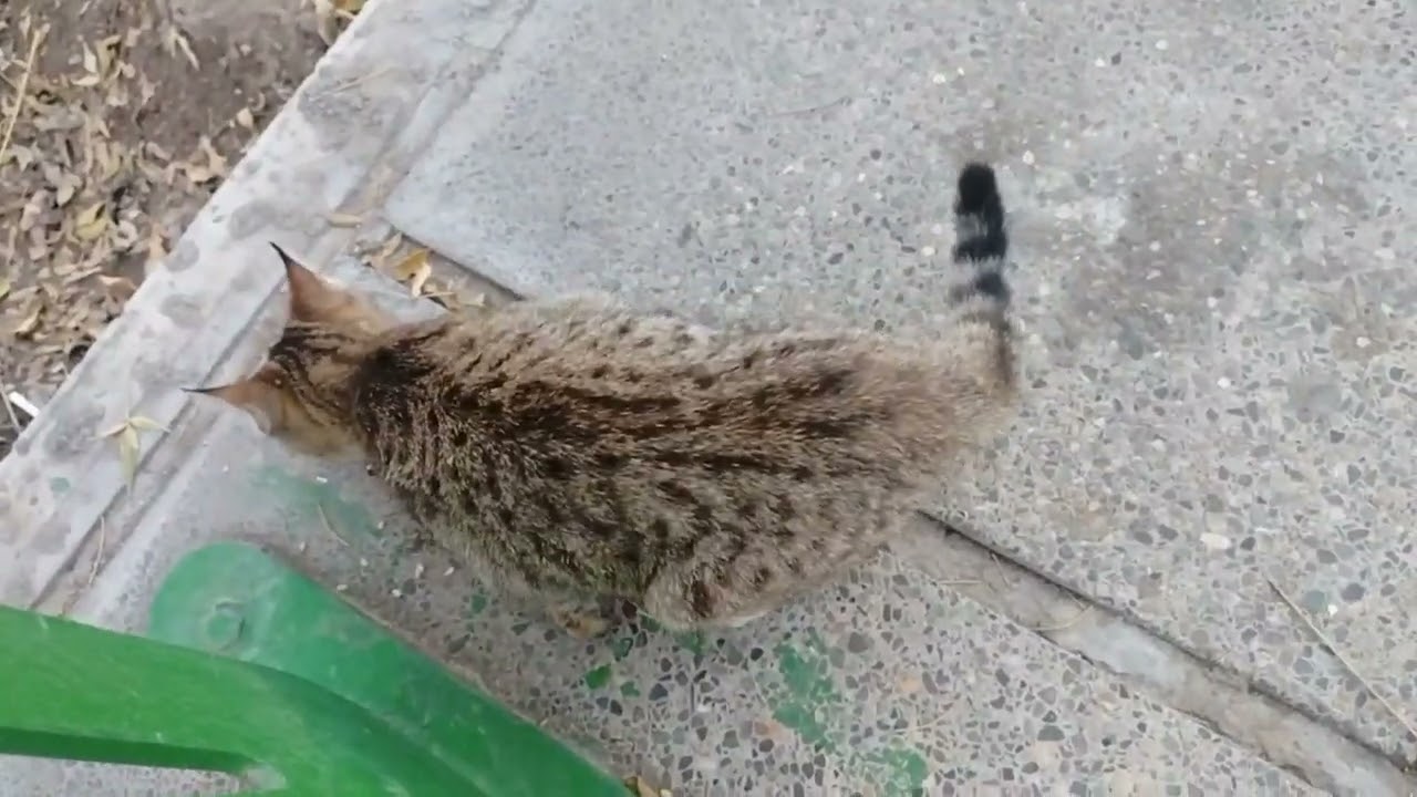 When one piece of chicken starts a lifelong friendship 🐈🍖