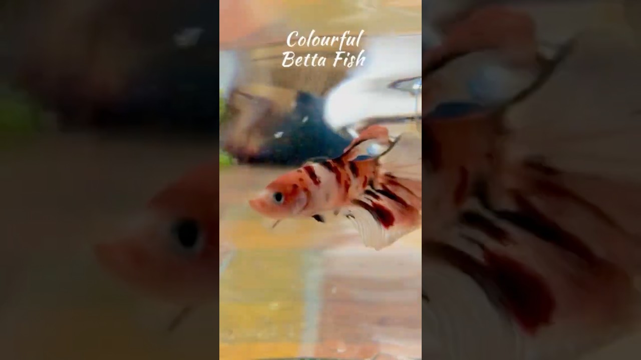 The Dancing Colors of a Betta Fish 🌈🐠