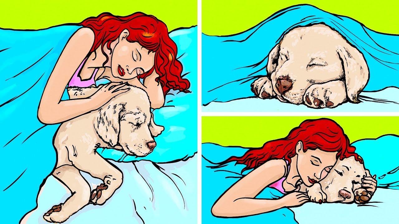 17 Mitos sobre las mascotas que no puedes dejar de creer